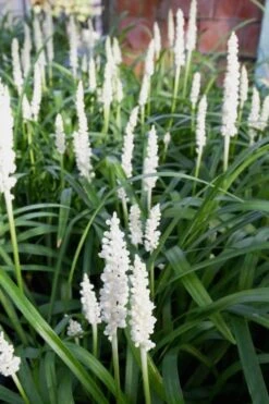 Monroe's White Liriope - Lilyturf - 10 Count Flat Of Pint Pots -Wilson Bros Gardens Liriope Monroes White 500x750 1