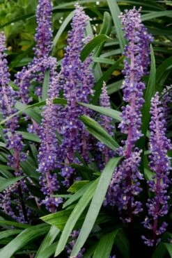Royal Purple Liriope - Lilyturf - 10 Pack Of Pint Pots -Wilson Bros Gardens Liriope Royal Purple 16 1