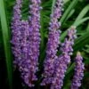 Royal Purple Liriope - Lilyturf - 10 Pack Of Pint Pots -Wilson Bros Gardens Liriope Royal Purple 17 1