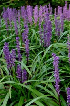 Royal Purple Liriope - Lilyturf - 10 Pack Of Pint Pots -Wilson Bros Gardens Liriope Royal Purple 500x750 2