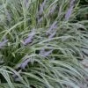 Silvery Sunproof Variegated Liriope - Lilyturf - 1 Gallon Pot -Wilson Bros Gardens Liriope Silvery Sunproof 13