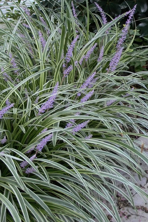 Silvery Sunproof Variegated Liriope - Lilyturf - 1 Gallon Pot 3 Silvery Sunproof Variegated Liriope - Lilyturf - 1 Gallon Pot