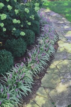 Silvery Sunproof Variegated Liriope - Lilyturf - 1 Gallon Pot 9 Silvery Sunproof Variegated Liriope - Lilyturf - 1 Gallon Pot -Wilson Bros Gardens Liriope Silvery Sunproof 15