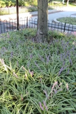 Variegated Liriope - Monkey Grass / Lilyturf - 10 Pack Of Pint Pots -Wilson Bros Gardens Liriope Variegata 6