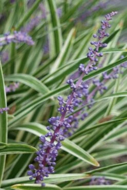 Variegated Liriope - Monkey Grass / Lilyturf - 10 Pack Of Pint Pots -Wilson Bros Gardens Liriope Variegata 7