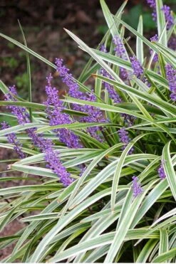 Variegated Liriope - Monkey Grass / Lilyturf - 10 Pack Of Pint Pots -Wilson Bros Gardens Liriope Variegated 15
