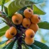 Loquat Tree - Eriobotrya Japonica - 5 Gallon Pot -Wilson Bros Gardens Loquat 10 1