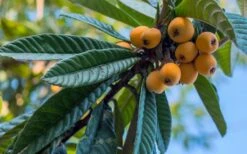 Loquat Tree - Eriobotrya Japonica - 5 Gallon Pot -Wilson Bros Gardens Loquat 12 1
