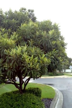 Loquat Tree - Eriobotrya Japonica - 3 Gallon Pot -Wilson Bros Gardens Loquat Tree 500x750 1