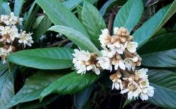 Loquat Tree - Eriobotrya Japonica - 5 Gallon Pot -Wilson Bros Gardens Loquat Tree Flowers 1