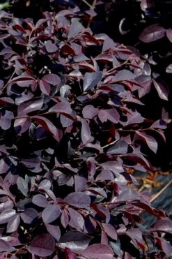 Carolina Midnight Loropetalum - 1 Gallon Pot -Wilson Bros Gardens Loropetalum Carolina Midnight 10