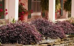 Purple Pixie Loropetalum - 3 Gallon Pot -Wilson Bros Gardens Loropetalum Purple Pixie 102