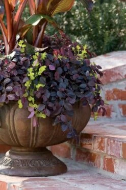 Purple Pixie Loropetalum - 3 Gallon Pot -Wilson Bros Gardens Loropetalum Purple Pixie 104