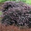 Purple Pixie Loropetalum - 3 Gallon Pot 2 Purple Pixie Loropetalum - 3 Gallon Pot -Wilson Bros Gardens Loropetalum Purple Pixie 105