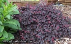 Purple Pixie Loropetalum - 3 Gallon Pot -Wilson Bros Gardens Loropetalum Purple Pixie 12