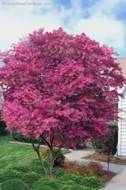 Zhuzhou Loropetalum (Chinese Fringeflower) - 3 Gallon Pot -Wilson Bros Gardens Loropetalum ZhuZhou 23