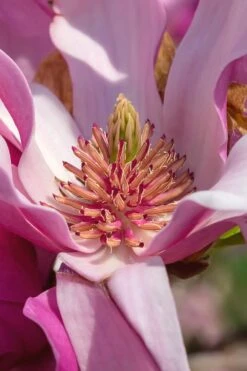 Ann Magnolia Tulip Tree - 5 Gallon Pot -Wilson Bros Gardens Magnolia Ann 31