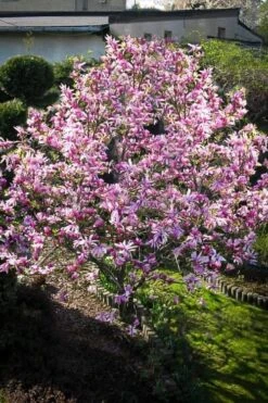 Betty Magnolia Tulip Tree - 1 Gallon Pot 14 Betty Magnolia Tulip Tree - 1 Gallon Pot -Wilson Bros Gardens Magnolia Betty 7