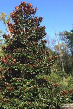 Brackens Brown Beauty Magnolia - 7 Gallon Pot (5-6') -Wilson Bros Gardens Magnolia Bracken Brown Beauty 500x750 4