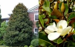 Brackens Brown Beauty Magnolia - 3 Gallon Pot -Wilson Bros Gardens Magnolia Brackens Brown Beauty 1