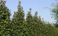 Brackens Brown Beauty Magnolia - 7 Gallon Pot (5-6') -Wilson Bros Gardens Magnolia Brackens Brown Beauty 6 3