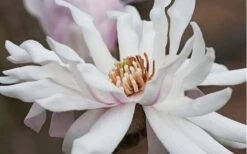 Centennial Star Magnolia - 1 Gallon Pot 14 Centennial Star Magnolia - 1 Gallon Pot -Wilson Bros Gardens Magnolia Centennial 10 1