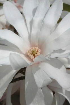 Centennial Star Magnolia - 3 Gallon Pot 16 Centennial Star Magnolia - 3 Gallon Pot -Wilson Bros Gardens Magnolia Centennial 11