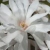 Centennial Star Magnolia - 1 Gallon Pot 1 Centennial Star Magnolia - 1 Gallon Pot -Wilson Bros Gardens Magnolia Centennial 12 1