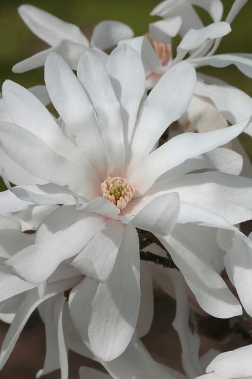 Centennial Star Magnolia - 3 Gallon Pot 3 Centennial Star Magnolia - 3 Gallon Pot