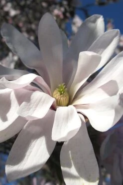 Centennial Star Magnolia - 3 Gallon Pot 17 Centennial Star Magnolia - 3 Gallon Pot -Wilson Bros Gardens Magnolia Centennial 13