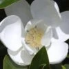 Claudia Wannamaker Southern Magnolia - 3 Gallon Pot 2 Claudia Wannamaker Southern Magnolia - 3 Gallon Pot -Wilson Bros Gardens Magnolia Claudia Wannamaker 1 2