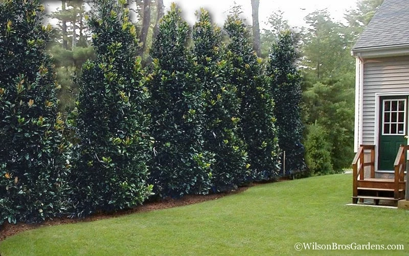 Claudia Wannamaker Southern Magnolia - 5 Gallon Pot 7 Claudia Wannamaker Southern Magnolia - 5 Gallon Pot - Image 5