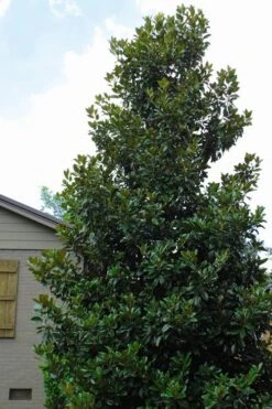 Claudia Wannamaker Southern Magnolia - 7 Gallon Pot (4-5') 11 Claudia Wannamaker Southern Magnolia - 7 Gallon Pot (4-5') -Wilson Bros Gardens Magnolia Claudia Wannamaker 4 1