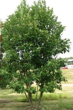 Moonglow Sweetbay Magnolia Tree (Magnolia Virginiana 'Jim Wilson') - 7 Gallon Pot (3-4') -Wilson Bros Gardens Magnolia Moonglow Sweetbay 6