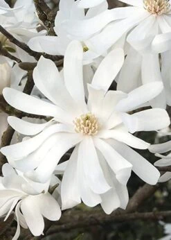 Royal Star Magnolia - 2 Gallon Pot -Wilson Bros Gardens Magnolia Royal Star 10