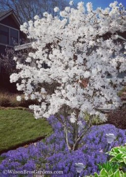 Royal Star Magnolia - 3 Gallon Pot 12 Royal Star Magnolia - 3 Gallon Pot -Wilson Bros Gardens Magnolia Royal Star 12 1