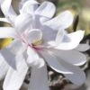 Royal Star Magnolia - 1 Gallon Pot -Wilson Bros Gardens Magnolia Royal Star 13 2