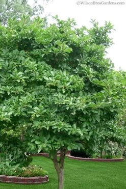 Royal Star Magnolia - 1 Gallon Pot 13 Royal Star Magnolia - 1 Gallon Pot -Wilson Bros Gardens Magnolia Stellata 1 4