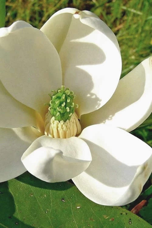 Moonglow Sweetbay Magnolia Tree (Magnolia Virginiana 'Jim Wilson') - 1 Gallon Pot 3 Moonglow Sweetbay Magnolia Tree (Magnolia Virginiana 'Jim Wilson') - 1 Gallon Pot