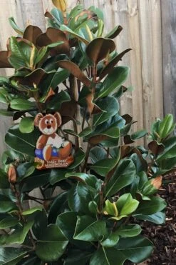 Teddy Bear Dwarf Southern Magnolia - 7 Gallon Pot (3-4') -Wilson Bros Gardens Magnolia Teddy Bear 4