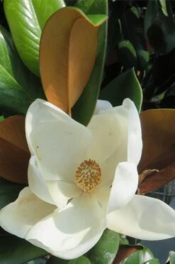 Teddy Bear Dwarf Southern Magnolia - 7 Gallon Pot (3-4') -Wilson Bros Gardens Magnolia Teddy Bear 7