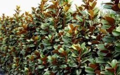 Teddy Bear Dwarf Southern Magnolia - 7 Gallon Pot (3-4') -Wilson Bros Gardens Magnolia Teddy Bear 8