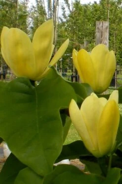 Yellow Bird Magnolia Tulip Tree - 1 Gallon Pot -Wilson Bros Gardens Magnolia Yellow Bird 10 1
