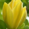 Yellow Bird Magnolia Tulip Tree - 3 Gallon Pot -Wilson Bros Gardens Magnolia Yellow Bird 13