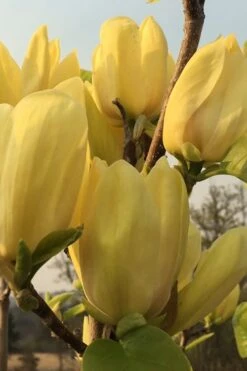 Yellow Bird Magnolia Tulip Tree - 1 Gallon Pot -Wilson Bros Gardens Magnolia Yellow Bird 14 1