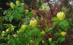 Yellow Bird Magnolia Tulip Tree - 1 Gallon Pot -Wilson Bros Gardens Magnolia Yellow Bird 18 1