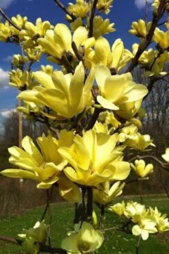 Yellow Bird Magnolia Tulip Tree - 1 Gallon Pot -Wilson Bros Gardens Magnolia Yellow Bird 32 1
