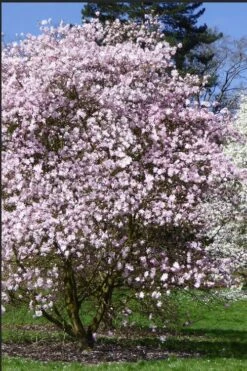 Centennial Blush Star Magnolia - 3 Gallon Pot -Wilson Bros Gardens Magnolia stellata centennial blush 2