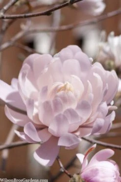 Centennial Blush Star Magnolia - 3 Gallon Pot -Wilson Bros Gardens Magnolia stellata centennial blush 3