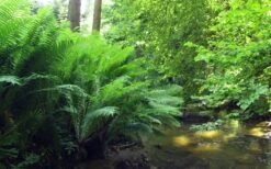 The King Ostrich Fern (Matteuccia Struthiopteris) - 1 Gallon Pot -Wilson Bros Gardens Matteuccia struthiopteris the king ostrich fern 3